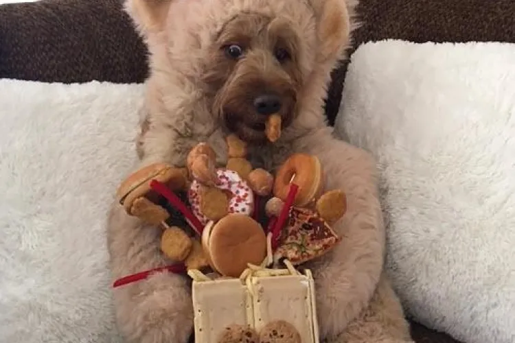 Ce faci când proprietarul spune ”fără câini”! Încearcă să nu zâmbești - VIDEO