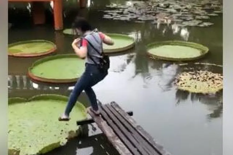 Așa ceva nu e posibil! A crezut că poate păși pe o frunză de nufăr - VIDEO