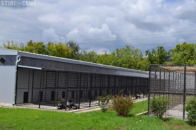 Proiectul ”Adopt un caine” promovat la piața de vechituri - FOTO