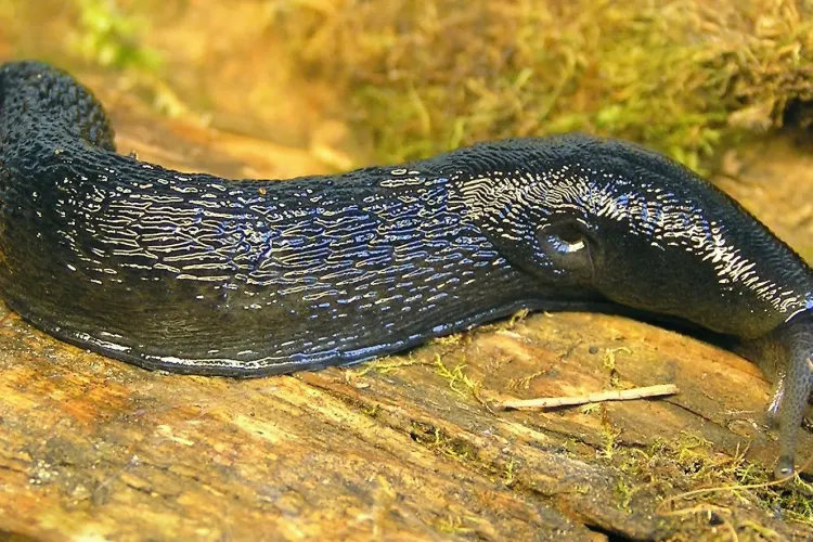 A murit după ce a înghiţit, dintr-o glumă, un melc fără cochilie