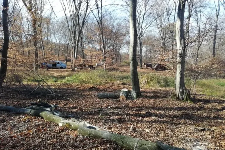 De ce se taie copacii din pădurea Hoia - FOTO