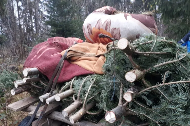 Hoți de brazi, prinși în flagrant de jandarmii clujeni. Tăiaseră pomi de Crăciun în valoare de peste 27.000 de lei FOTO