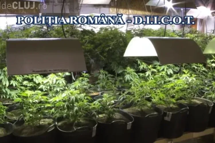 Fermă de cannabis depistată de Poliție. Totul era bine pus la punct. Vorbim de 2 tone de cannabis - VIDEO