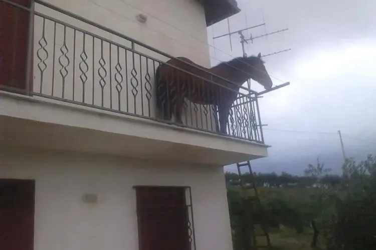 Prințul din povești și-a ”parcat” calul direct în balcon - FOTO
