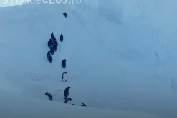 Imagini INCREDIBILE din natură! Cameramanii au intervenit și au salvat pinguinii - VIDEO