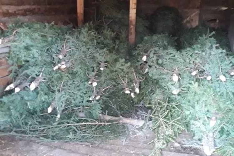 Hoții de brazi deja au început să apară la Cluj. Polițiștii au confiscat aproape 250 de pomi de Crăciun abandonați FOTO