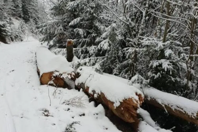 Zeci de metri cubi de lemn tăiat ilegal descoperiți în pădure, la Cluj FOTO