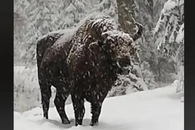 Imagini superbe cu un zimbru în libertate, în pădurile din Parcul Natural Vanatori Neamț - VIDEO