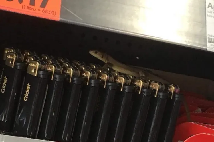 Șopârlă fotografiată la Kaufland Cluj - FOTO