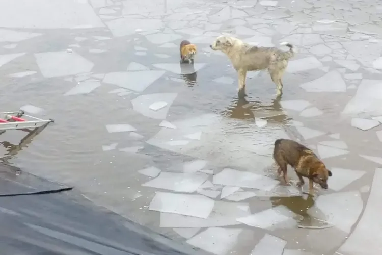 Vulpi sălbatice salvate de pompierii din Cluj de pe un canal înghețat - VIDEO 