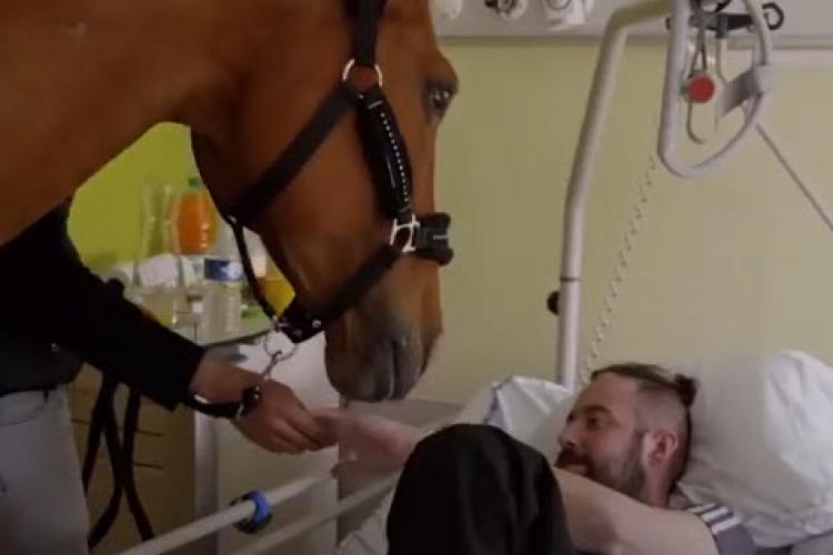 Un cal este dus prin spitale pentru a face terapie cu pacienții - VIDEO