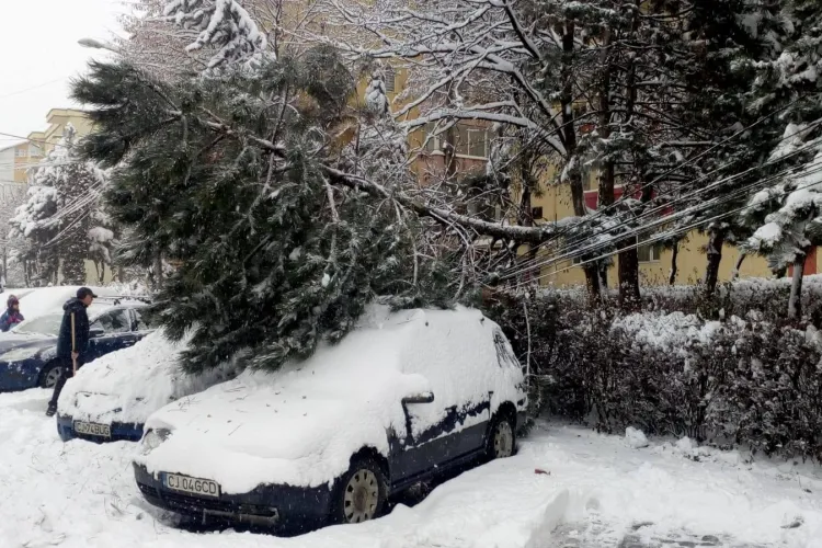 Arbori căzuți pe autoturisme la Cluj, din cauza zăpezii - FOTO