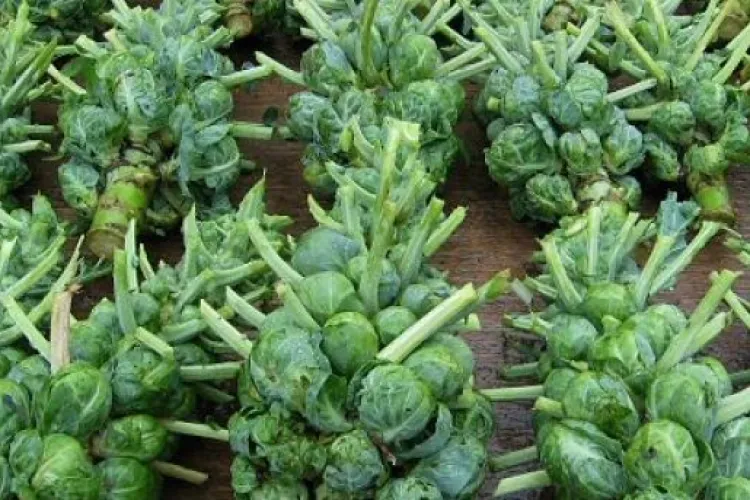 Leguma care distruge cancerul de colon și plămân