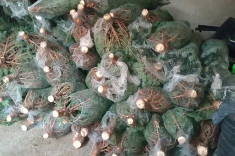 Zeci de pomi de Crăciun confiscați de polițiștii clujeni, în doar o zi FOTO