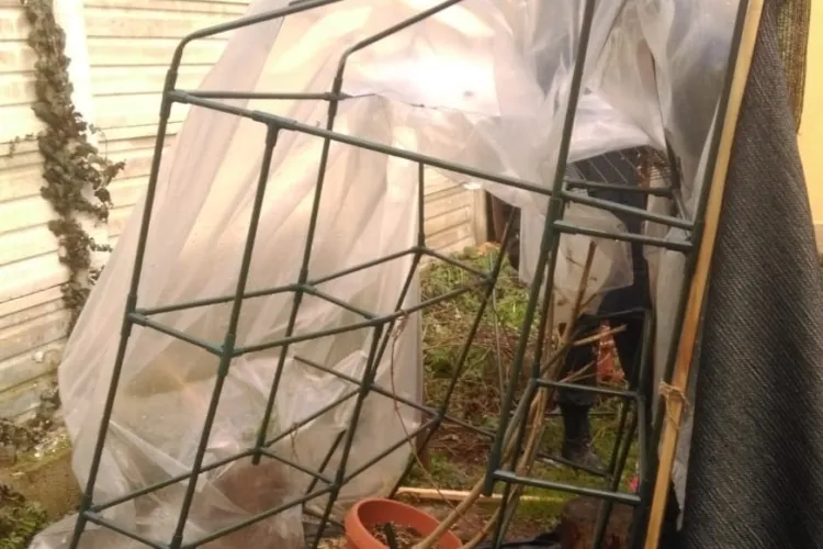 Traficant de droguri prins la Cluj. Polițiștii au confiscat kilograme de cannabis, LSD și MDMA