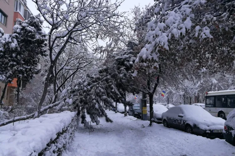 Un brad de pe Bulevardul Nicolae Titulescu s-a prăbușit sub presiunea zăpezii - FOTO