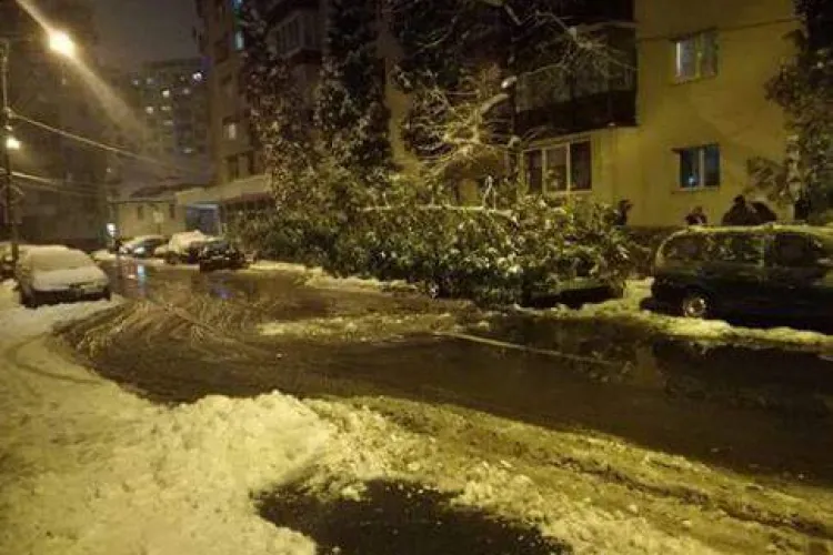 Un brad s-a prăbușit peste o mașină în Mărăști FOTO