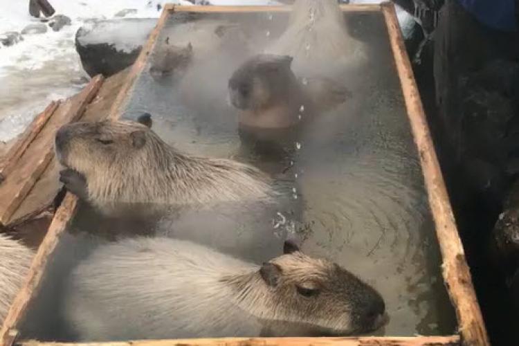 Relaxare! Chiar și animalele se bucură de o baie într-un ciubăr cu apă fierbinte - VIDEO