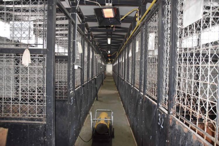 adapost caini cluj1.jpg