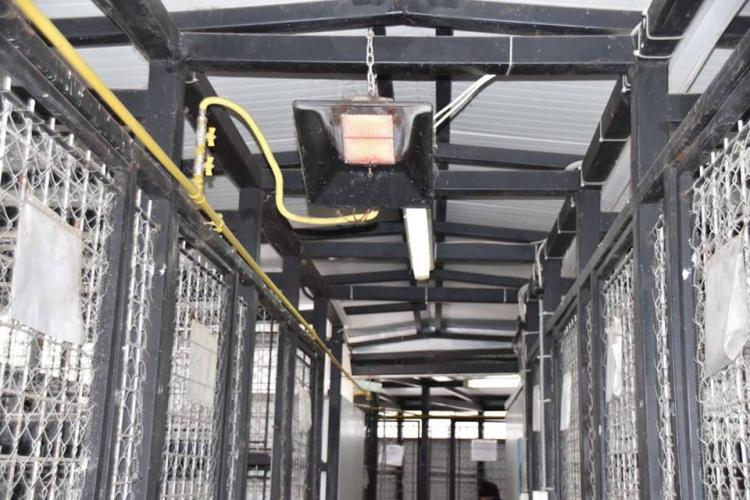 adapost caini cluj.jpg