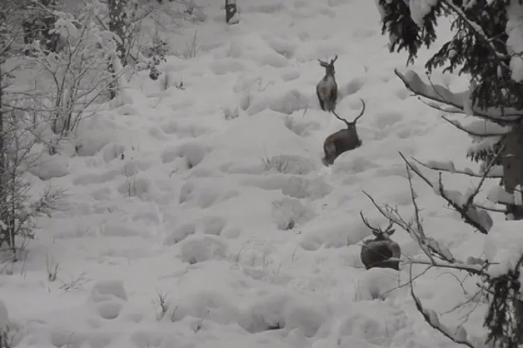 Imagini SUPERBE cu trei cerbi care înfruntă iarna într-o pădure din Parcul Național Călimani