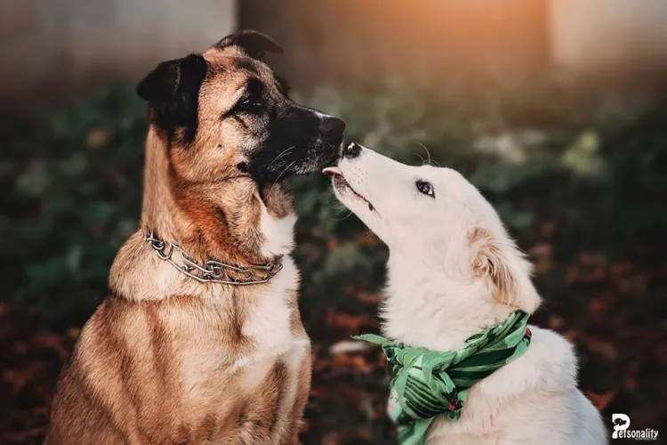 Un fotograf din Cluj pozează maidanezii ca să ajute adopția lor - FOTO