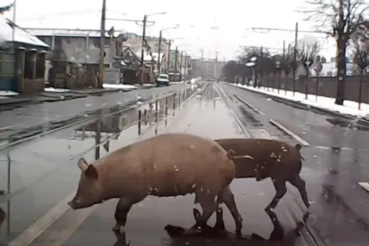 Porci lăsați liber pe stradă, în Cluj-Napoca, ca în ghetouri - VIDEO
