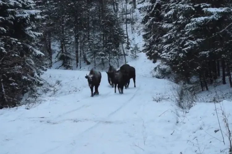 Imagini rare cu o familie de zimbri în libertate, în Parcul Natural Vanatori Neamț - VIDEO