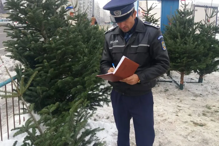Sute de brazi de Crăciun, confiscați la Iara! Razie și în Mănăștur - FOTO