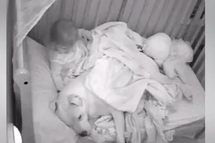 Absolut adorabil! Nu da click dacă nu îți plac copiii sau animalele - VIDEO