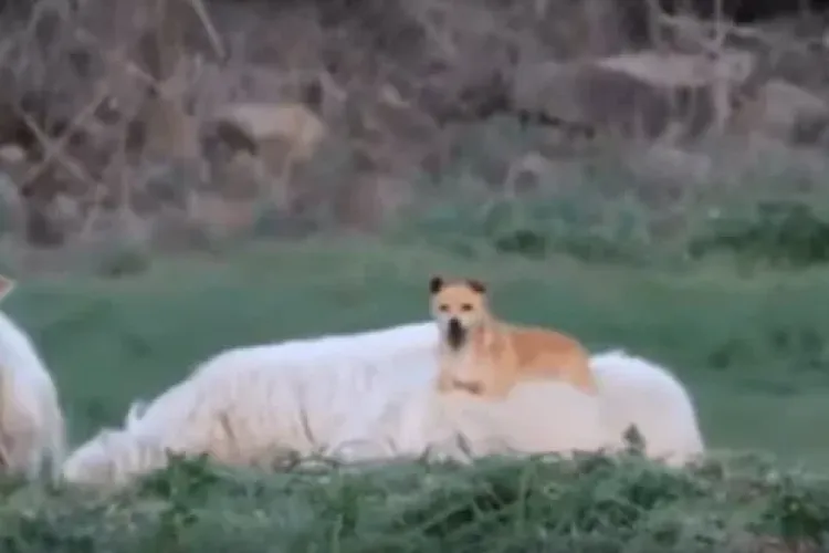 Muncește deștept, nu trudi degeaba - VIDEO