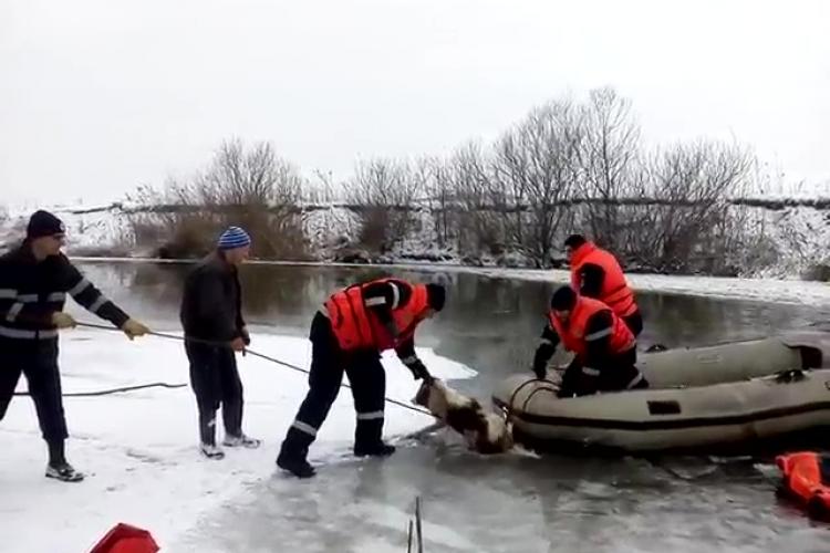 Cățel captiv în Someș, salvat de pompierii din Dej, dar scăpat la final - VIDEO