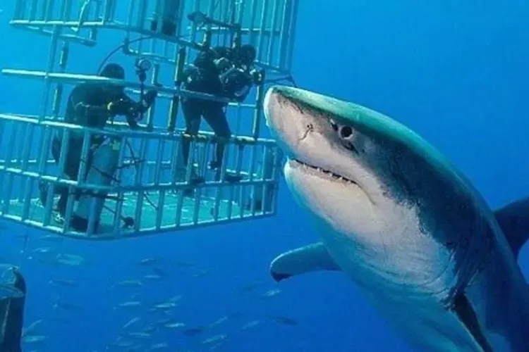 Rechinul Deep Blue, cel mai mare rechin alb identificat, filmat după 5 ani - VIDEO