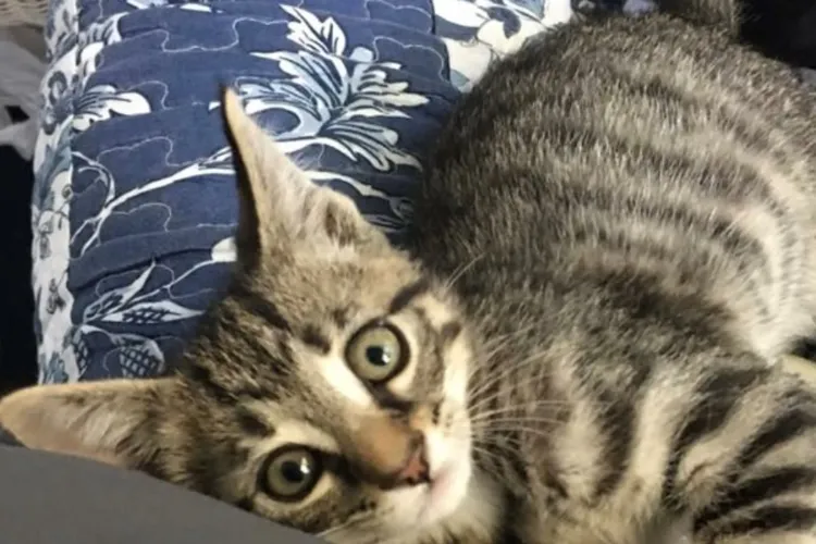 Călătoria uimitoare a unei pisici. Cum a apărut la 2.000 de kilometri de casă
