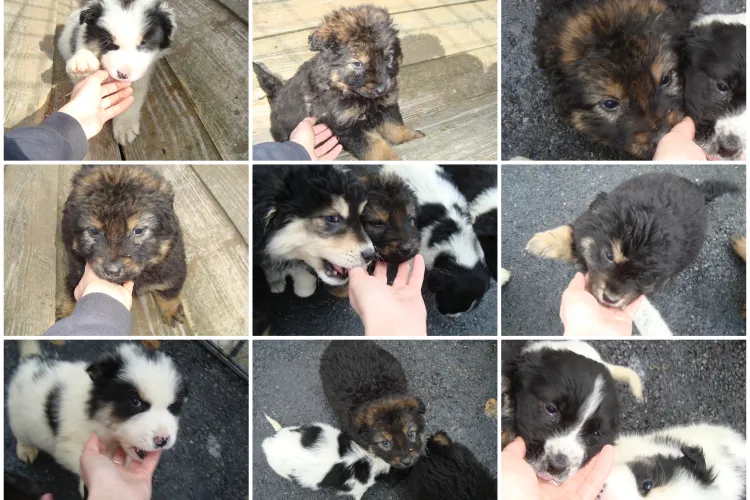 Clujeni sunt invitați de 8 Martie să adopte un cățel