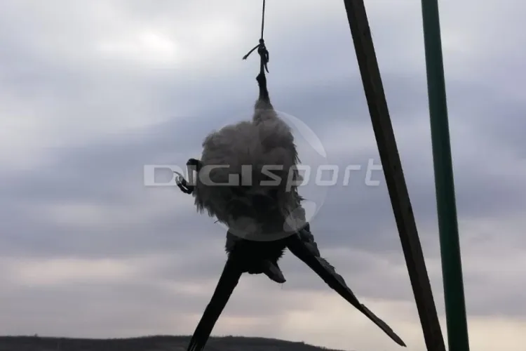 CFR Cluj a spânzurat patru ciori pe teren, înaintea partidei cu Sepsi 