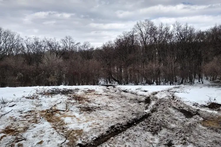 Drum forestier ilegal prin Poiana Rotundă, din Pădurea Hoia, loc renumit la nivel mondial - FOTO