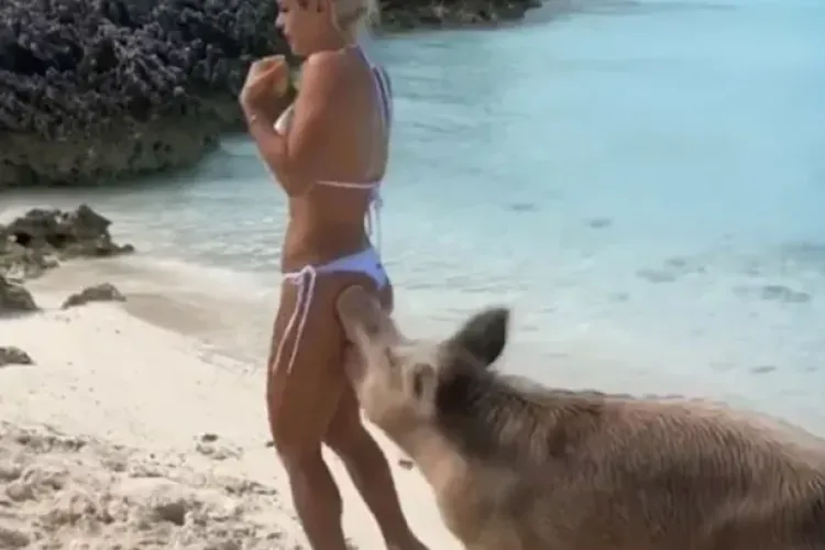 Un model fitness este mușcat de un porc pe o plajă însorită - VIDEO