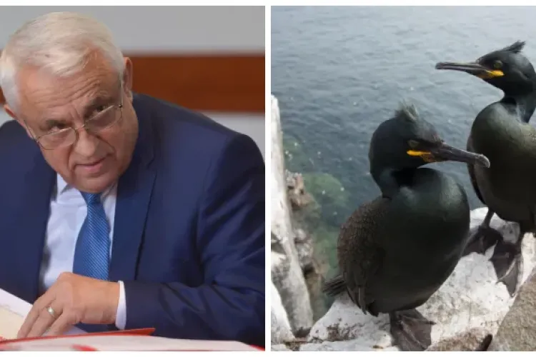 Petre Daea, despre cormorani: ”Mănâncă peşte mai mult decât românii” - VIDEO
