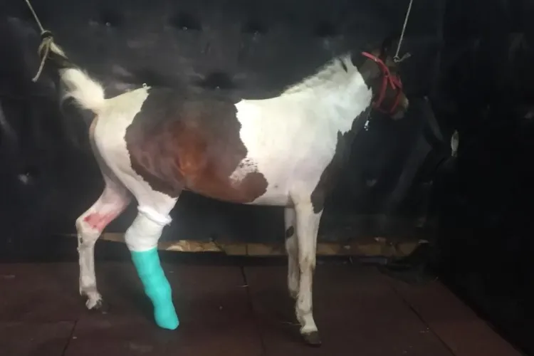 Cluj: Eston, calul de 5 ani pentru care s-au strâns fonduri, a fost operat cu succes