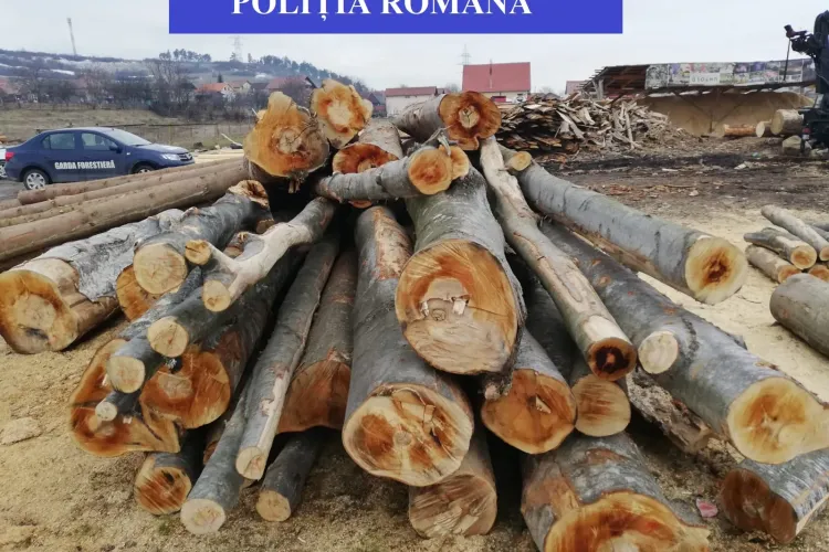 Firme amendate cu zeci de mii de lei pentru nereguli privind comerțul cu lemn FOTO