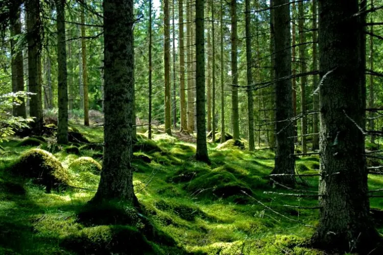 PSD ar dori să doneze Bisericii Ortodoxe 10% din pădurile României