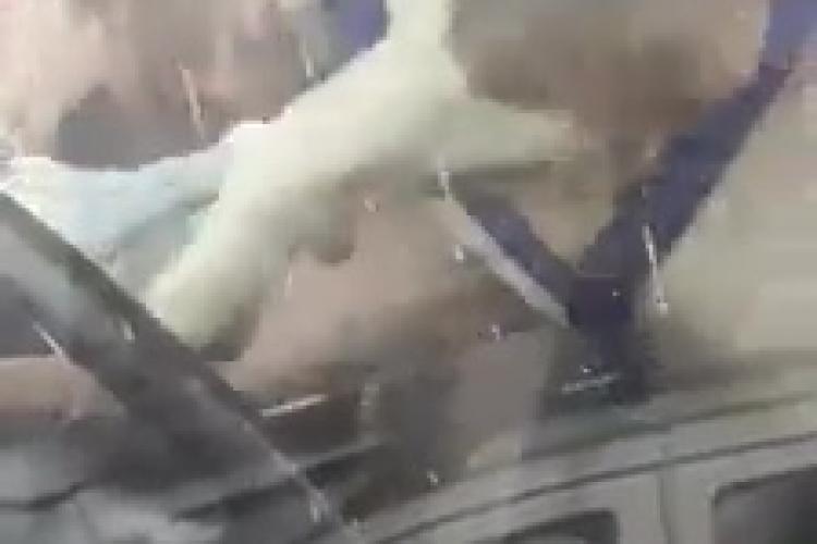 CEL MAI SIMPATIC CÂINE! Uitat în mașină, câinele a apăsat claxonul pentru a-și chema stăpânul - VIDEO