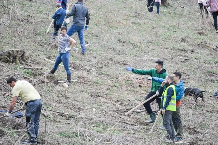 O mie de voluntari și CERT Transilvania au împădurit 4 hectare de teren în Florești