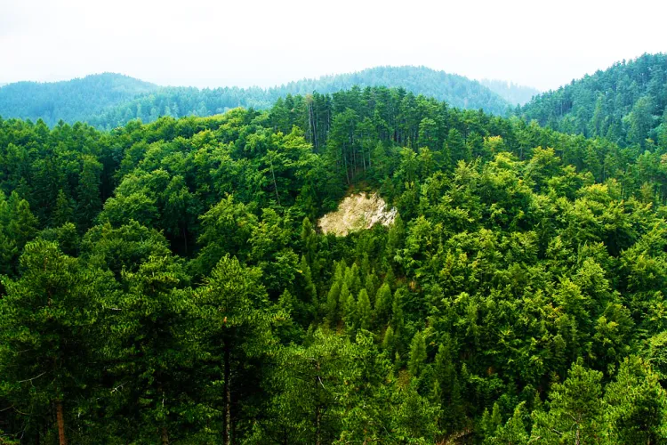 Ministrul Ioan Deneș: România are printre cele mai mari suprafețe de păduri virgine din Europa