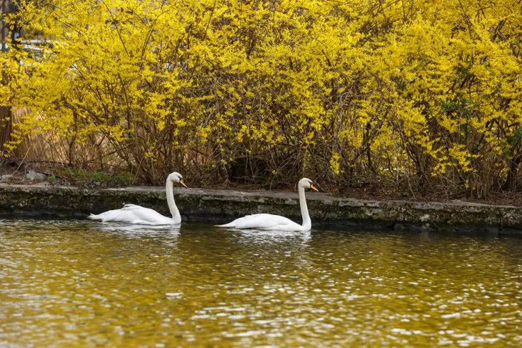 Lebedele albe au revenit pe lacul Chios, din Parcul Central FOTO