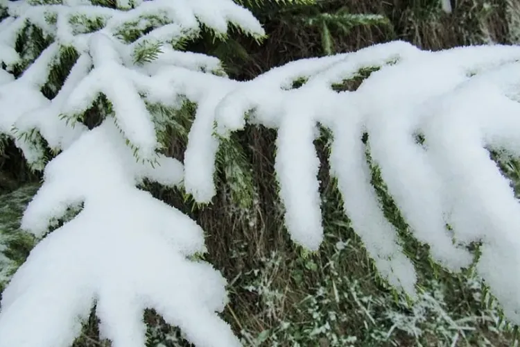 S-a întors iarna la Cluj! Ninge în zona de munte - VIDEO