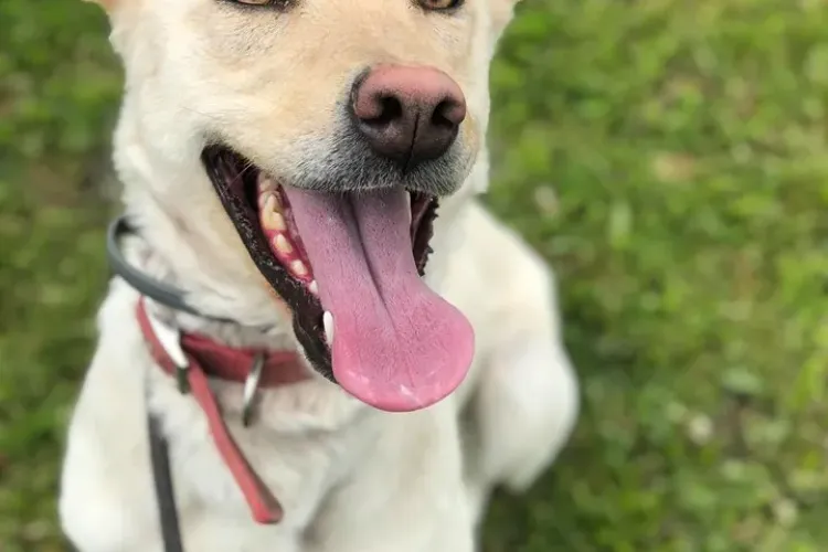 Un medic și-a abandonat câinele la un hotel pentru animale din Cluj: Am aflat că nu o mai interesează