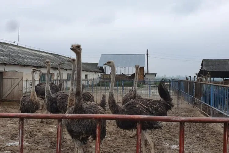 Cât de rentabile mai sunt fermele de struți - FOTO