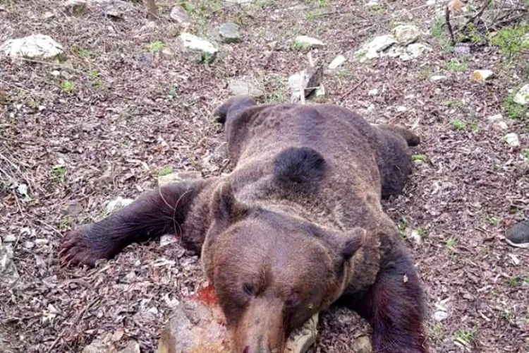 Urs împușcat, batjocorit de vânătorii români - VIDEO